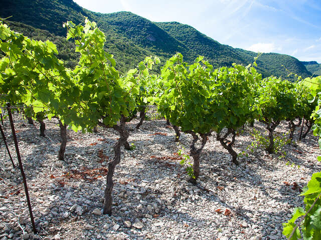 SYNDICAT DE L'AOP TERRASSES DU LARZAC