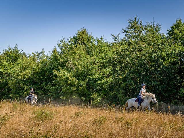 Entre forêt et clairière