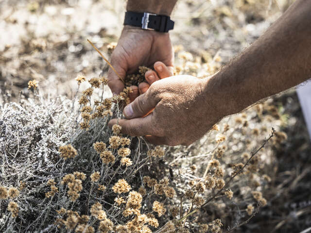 PARTEZ EN CUEILLETTE ET CONFECTIONNEZ VOTRE LIQUEUR DE MYRTE