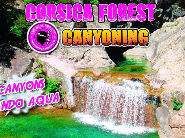 CORSICA FOREST