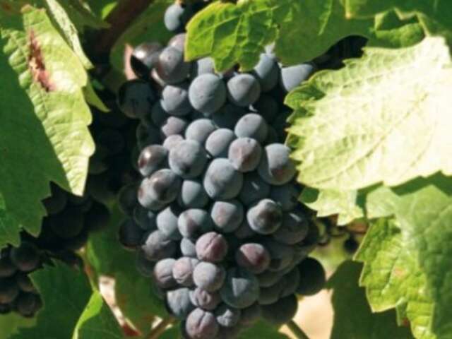 DOMAINE SAN MICHELI