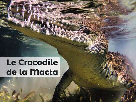 Conférence ALFA - Ligne aériennes Latécoères en Méditerranée