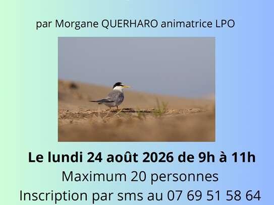 Sortie Nature - Les oiseaux du Littoral