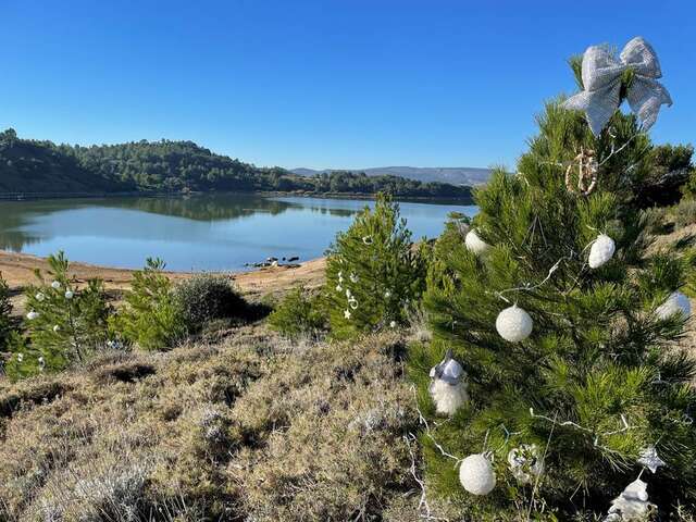 Opération Pin d'Alep