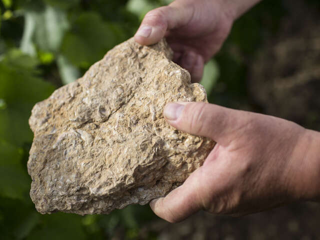 Beaune : Journées Européennes de l'archéologie