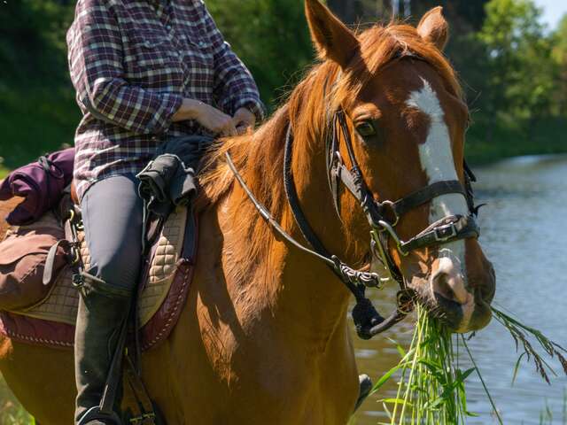 Les Chevaux du Val d'Arroux