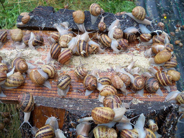 L'Escargot Morvandiau
