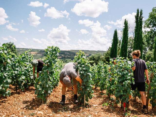 Expérience Vendanges 2026 au Château de la Crée