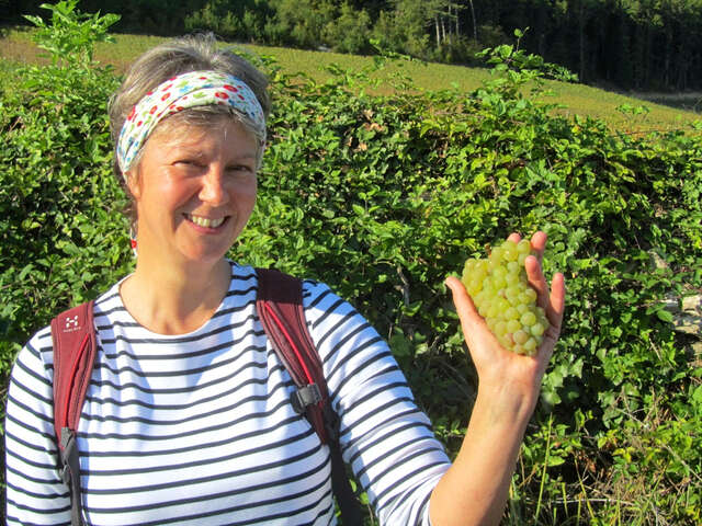 Visite guidée du vignoble de la Côte de Beaune