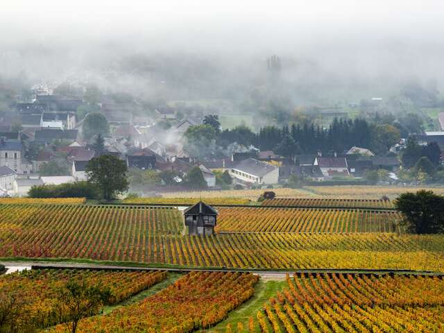 Chemins de Bourgogne - Journée en Côte de Beaune et Côte de Nuits