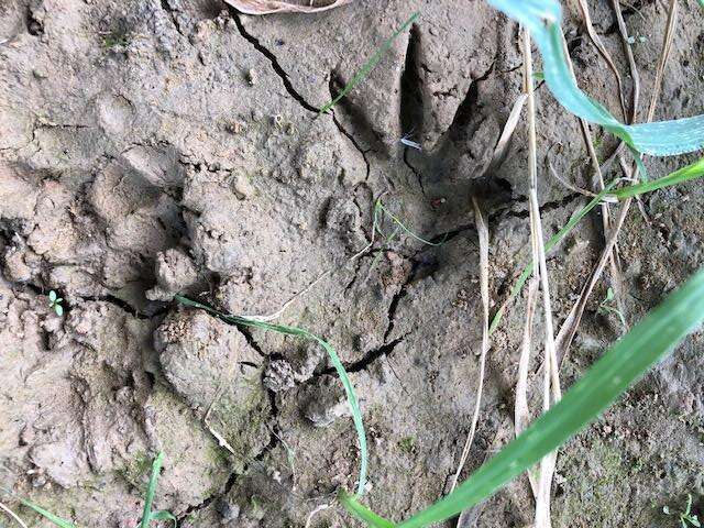 Sur la piste des traces et indices d'animaux