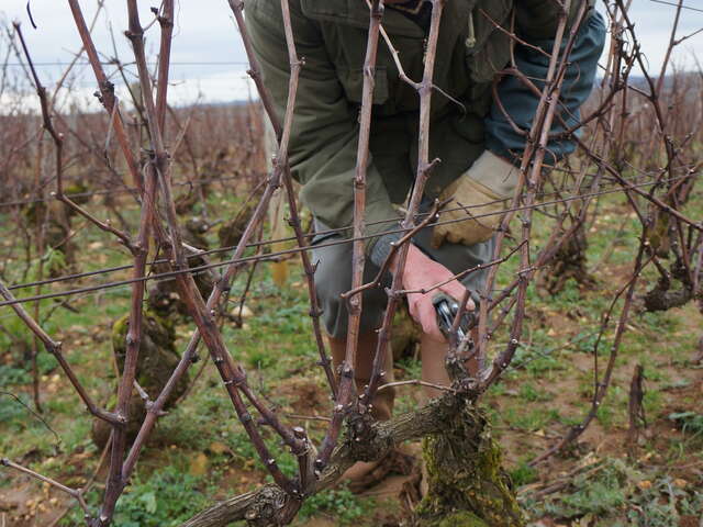 Balade viticole à Meursault : une question de taille, regards sur une technique viticole