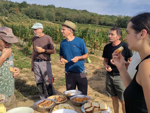 Parcours en Chardonnay avec le Domaine de la Cozanne