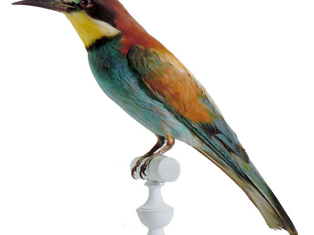Les oiseaux exotiques du Muséum - Atelier pour les 4/6 ans.