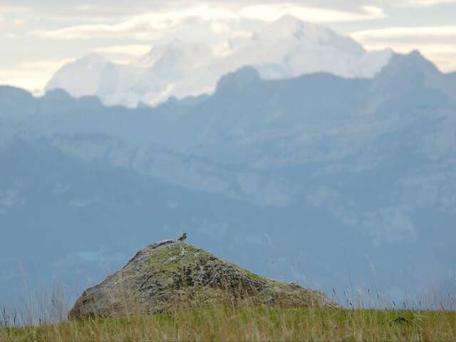 Boucle pédestre : découverte panoramique de l'alpage du Plan