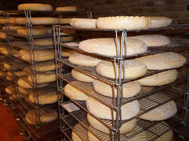 Visite guidée du pâturage au fromage