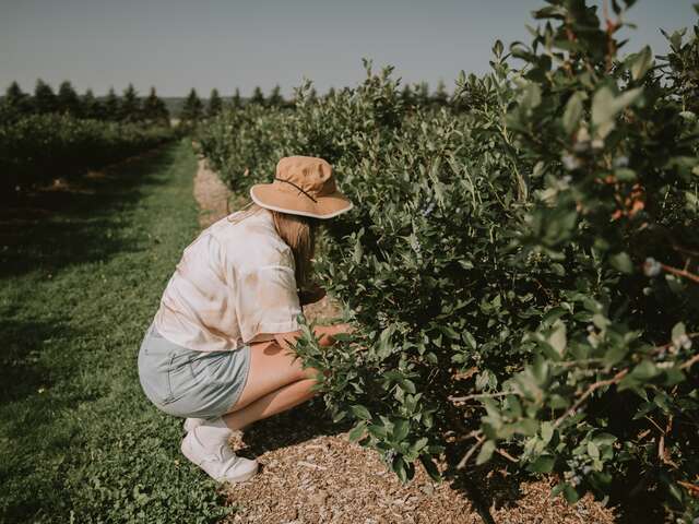 Bleuetière Marland - Tourisme gourmand
