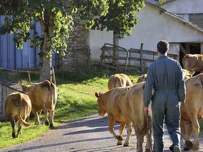 Visite de ferme du veau d'Aveyron et du Ségala