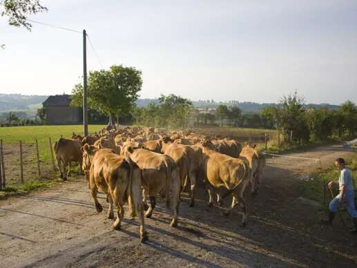 Visite de ferme du veau de l'Aveyron et du Ségala