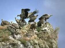 Ligue pour la protection des oiseaux