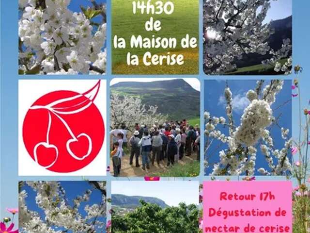 Randonnée Blanche (dans les cerisiers en fleur)