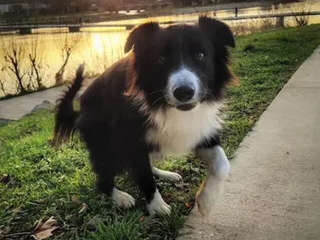 Visite Millau avec ton chien !