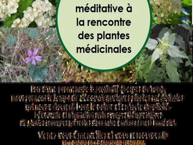 Balade à la rencontre des plantes médicinales - Nature et Merveilles