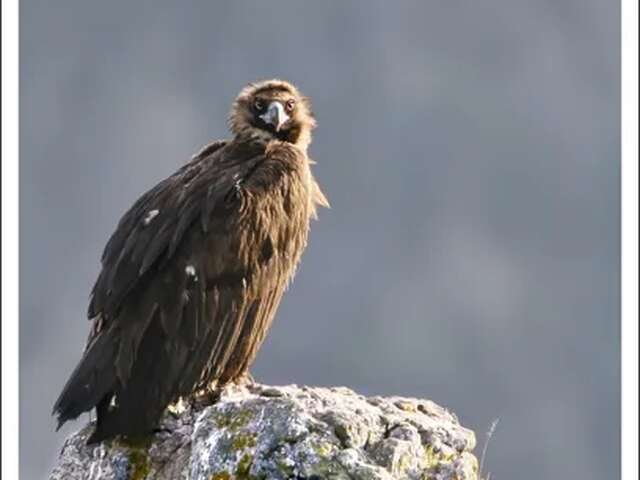 Sortie les oiseaux des Gorges de la Dourbie - LPO