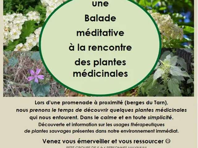 Balade à la rencontre des plantes - Nature et Merveilles