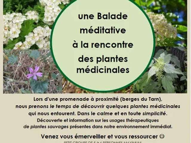 Balade à la rencontre des plantes - Nature et Merveilles