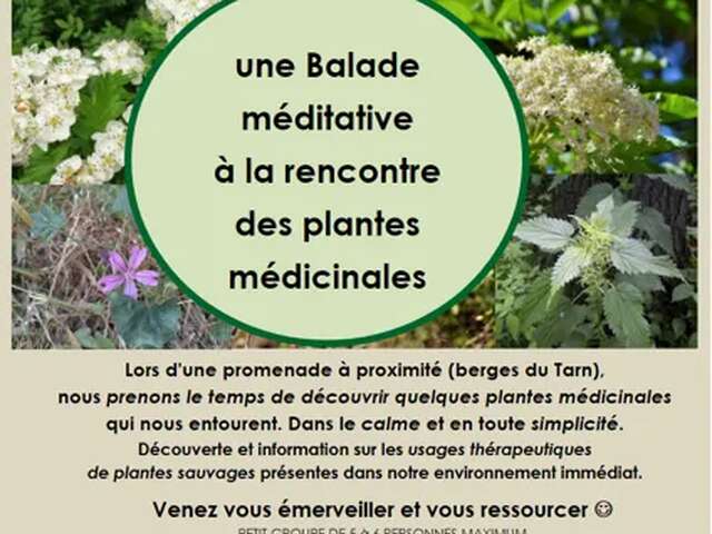 Balade méditative à la rencontre des plantes médicinales - Nature et Merveilles