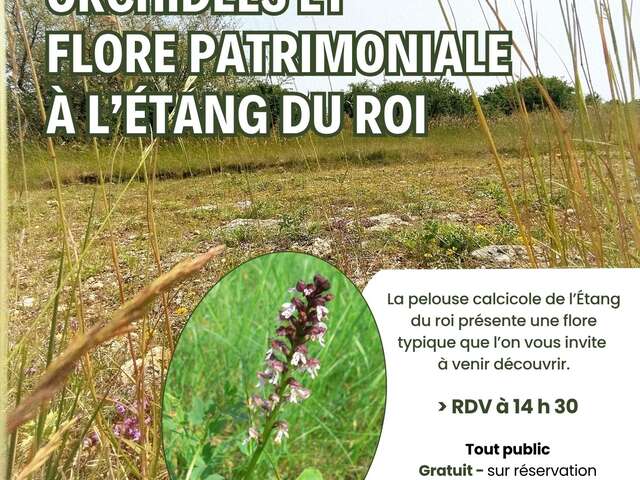 Orchidées et flore patrimoniale à l'étang du roi