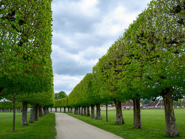 Les bois de Bauzy