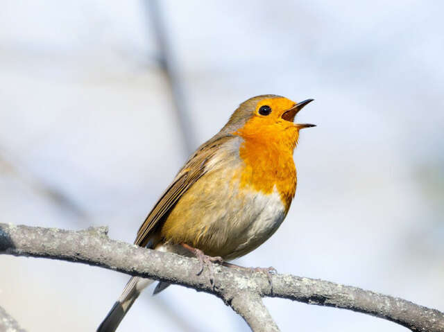 Événement Nature & Vous - A l'écoute des oiseaux