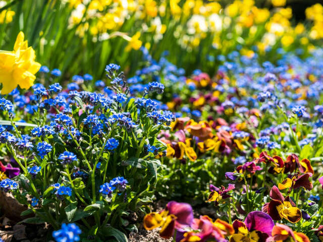 Évènement Nature & Vous - Les fleurs de saison et les vivaces