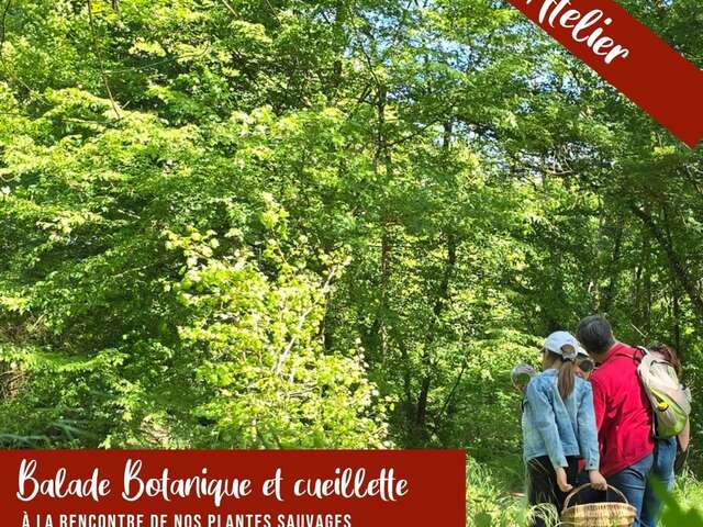 Balade botanique sur les bords du Cosson aux Greniers de Vineuilil