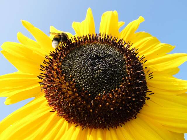 Les champs du ruisseau