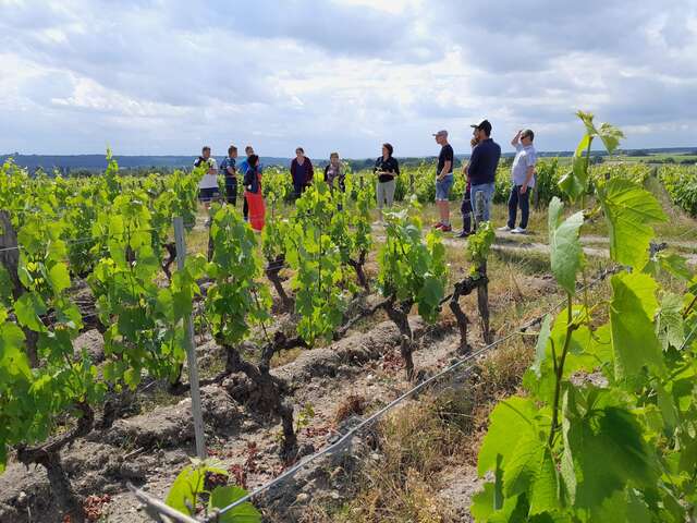 La Balade Commentée, entre Sauvignon et Gamay