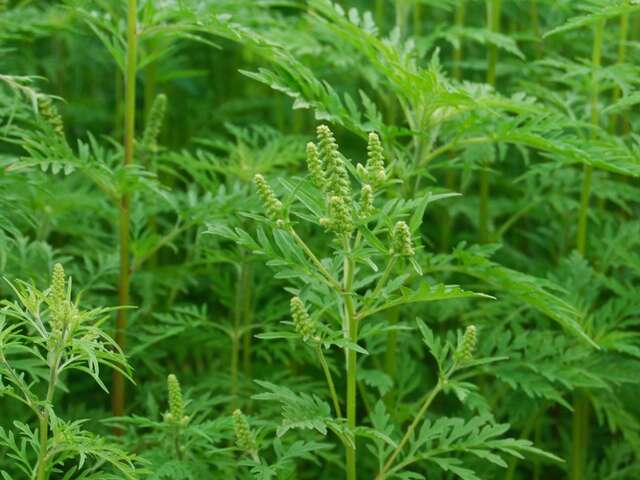 Lutte contre les espèces invasives