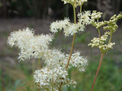 Conservatoire d'espaces naturels des Hauts de France - Les plantes et leurs usages