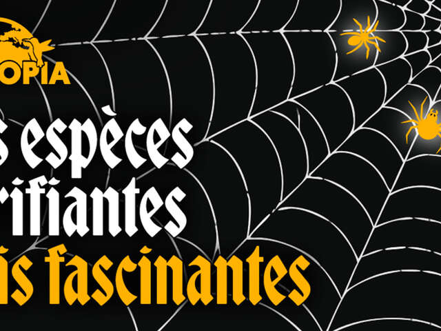 Des espèces terrifiantes mais fascinantes