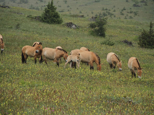 ASSOCIATION TAKH - CHEVAUX DE PRZEWALSKI