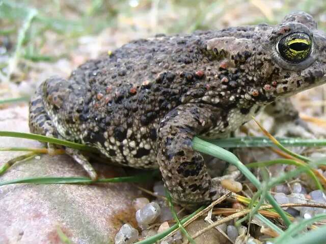 Conservatoire d'Espaces Naturels des Hauts de France - Apéro crapaud