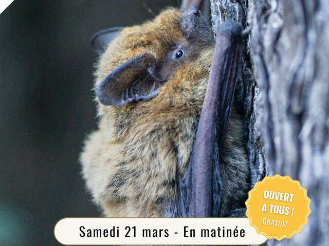 Abri à chauve-souris 1 Mois 1 Action