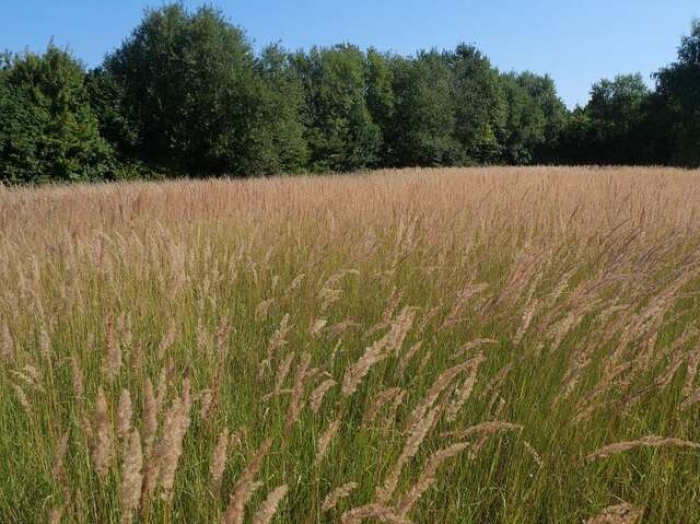 Conservatoire d'Espaces Naturels des Hauts de France - Il fait bon vivre à la Chaumière