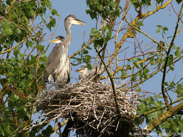 Les Rendez-vous Nature - Une héronnière...ça fait du bruit !