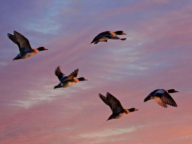 Évènement Nature & Vous - Journée mondiale des oiseaux migrateurs