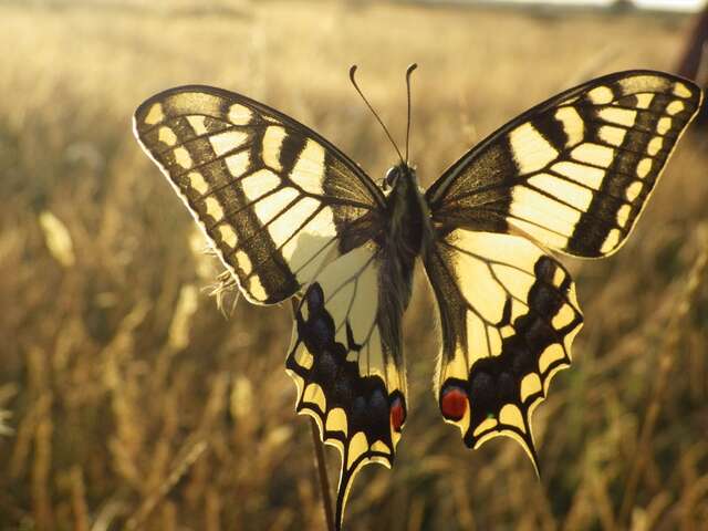 Les petits naturalistes en sortie : les papillons de nos prairies