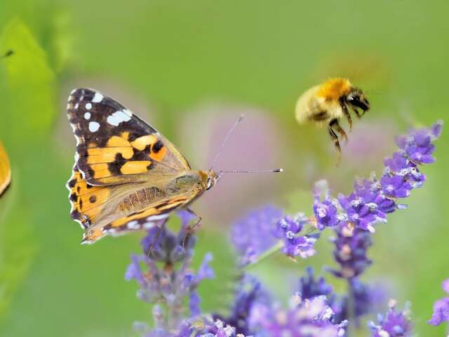 Les haies et les pollinisateurs