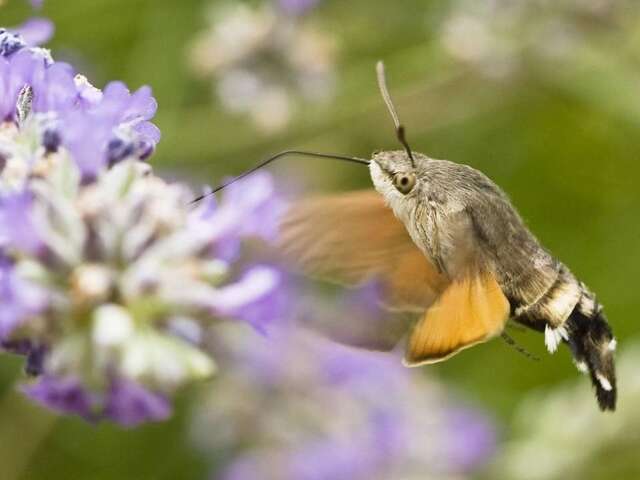Biodiversité : quelles perspectives pour l'avenir ?